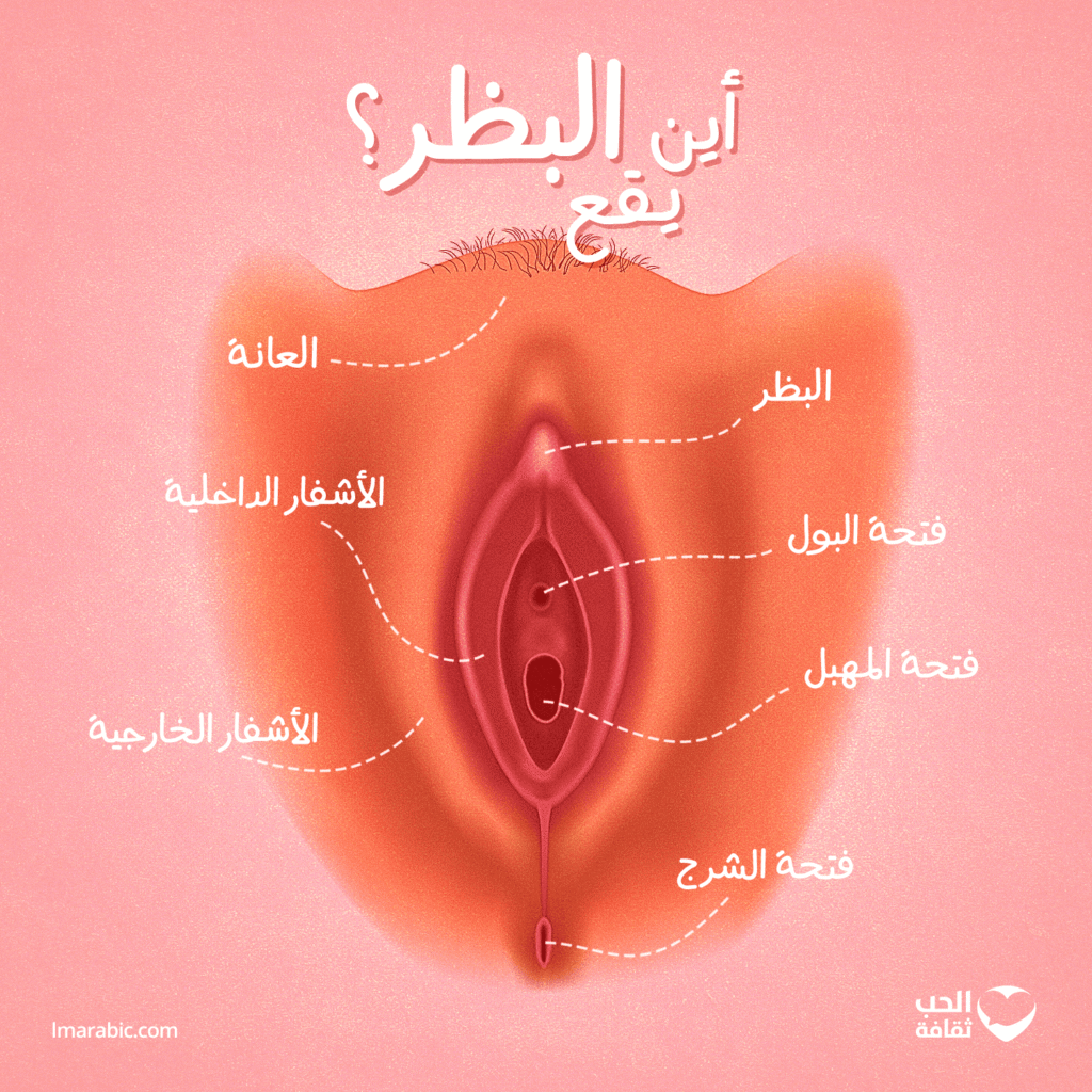 موضع البظر والأعضاء التناسلية الأخرى داخل جسم المرأة